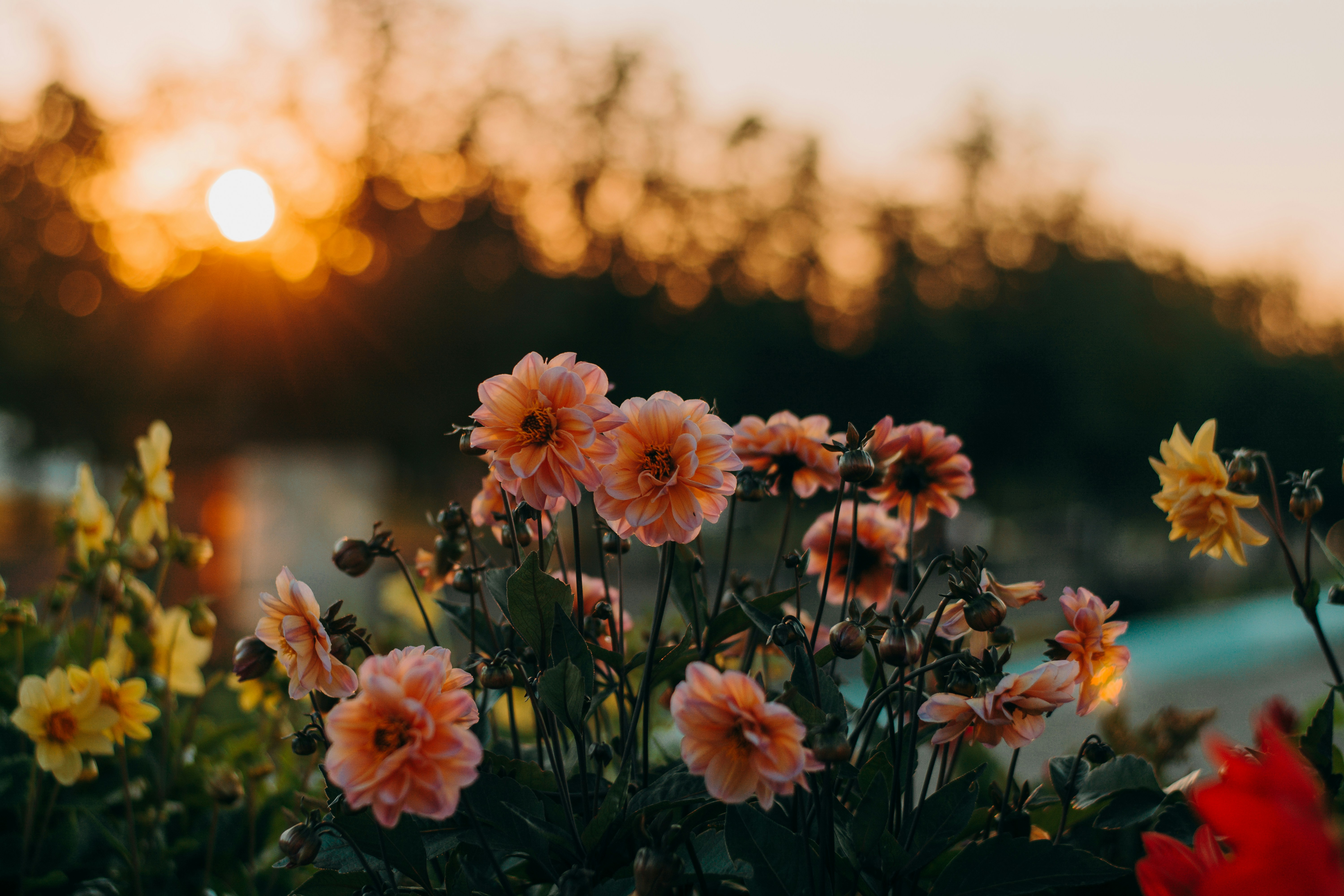 soft floral background